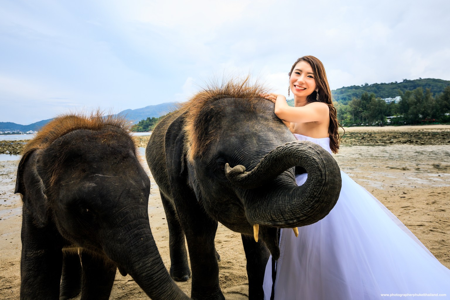 pre wedding photoshoot with elephants